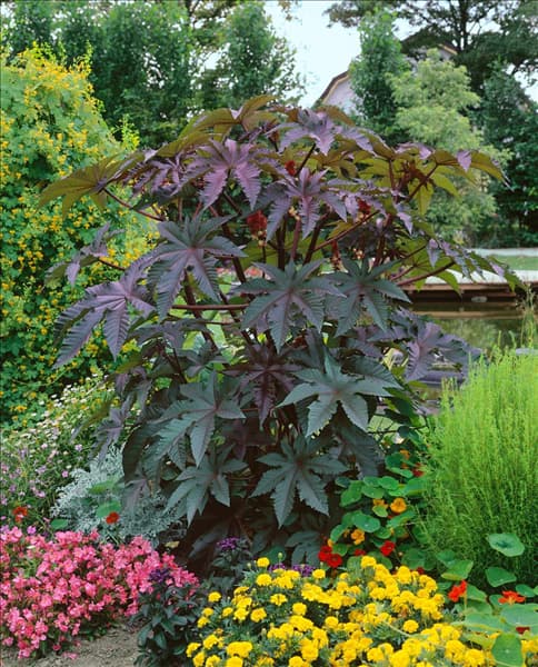 RICINUS COMMUNIS GIBSONII IMPALA