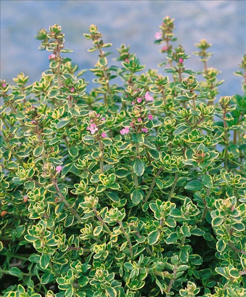 Thymus x citriodorus