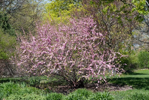 Prunus triloba