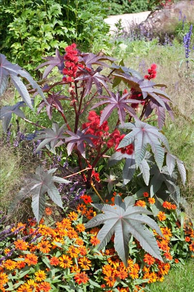 Ricinus communis Carmencita Rot