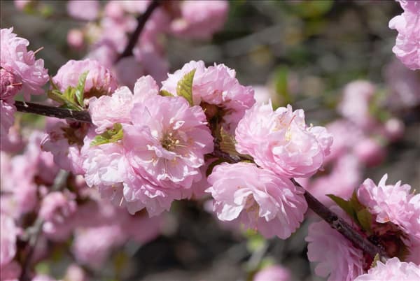 Prunus triloba