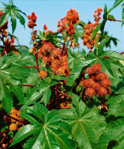 RICINUS COMMUNIS SANGUINEUS