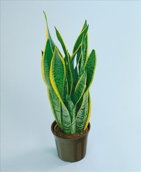 SANSEVIERIA TRIFASCIATA LAURENTII