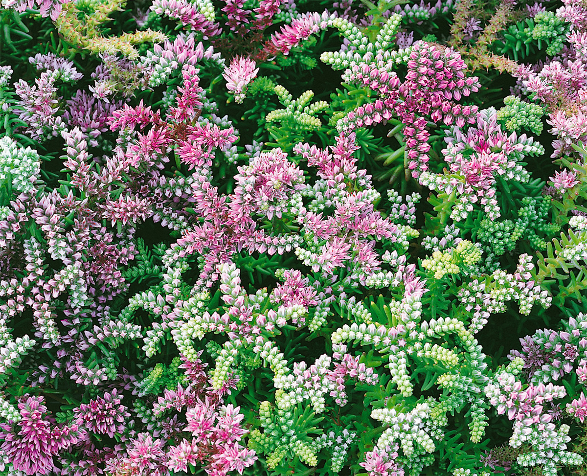 Sedum pulchellum Sea Star