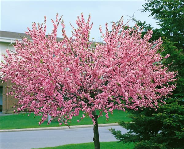 PRUNUS TRILOBA MULTIPLEX