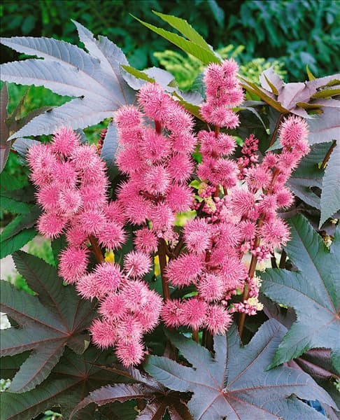 Ricinus communis Carmencita Pink