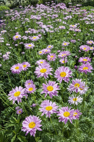 Tanacetum coccineum Robinsons Rosa