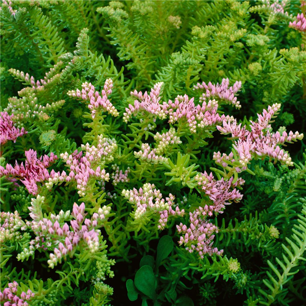 Sedum pulchellum Sea Star