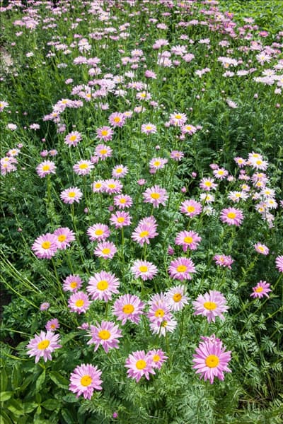 Tanacetum coccineum Robinsons Rosa