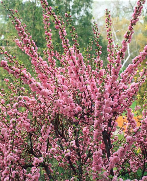 PRUNUS TRILOBA MULTIPLEX