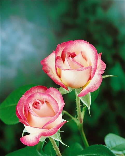 Floribunda Rose TYPE LA MINUETTE