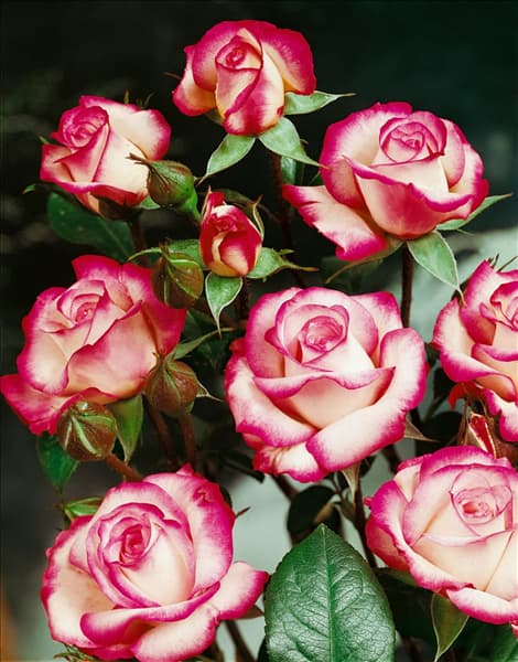 Floribunda Rose TYPE LAMINUETTE