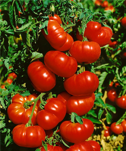 Tomaten MARMANDE