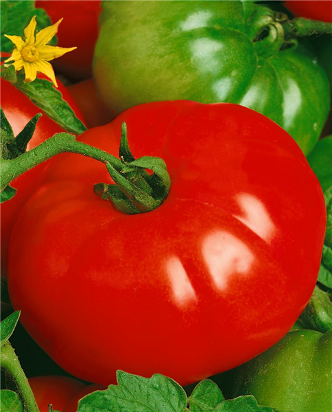 Tomaten MARMANDE