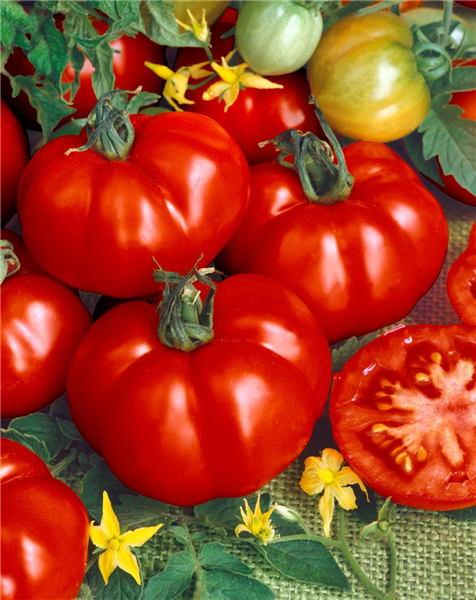 Tomaten SUPER MARMANDE