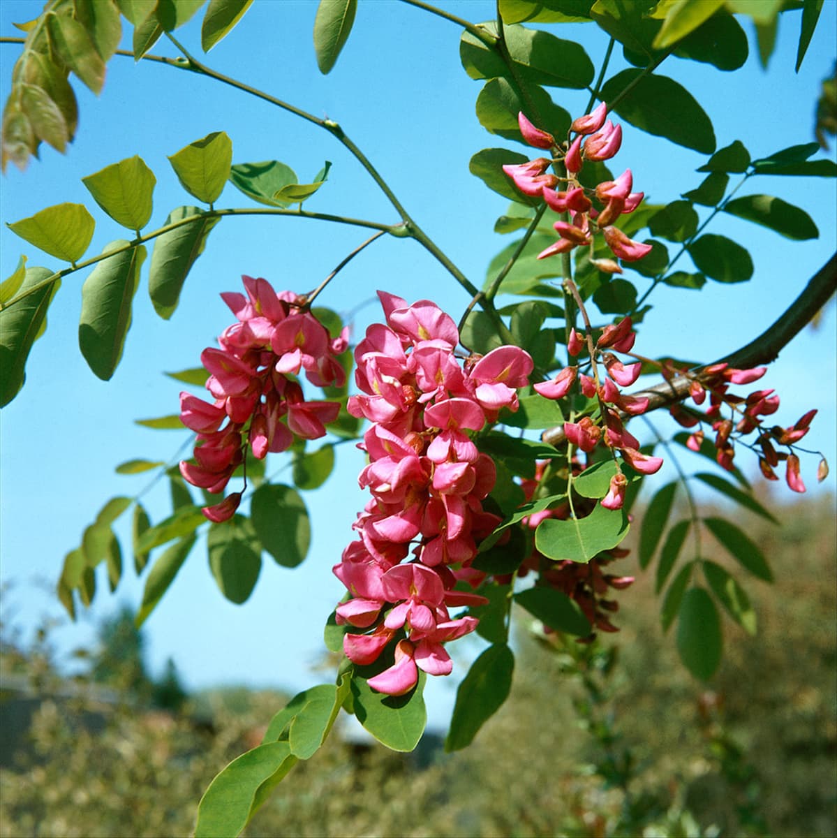 ROBINIA HISPIDA ROSEA