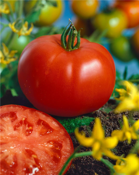 Tomaten MARMANDE TYPE