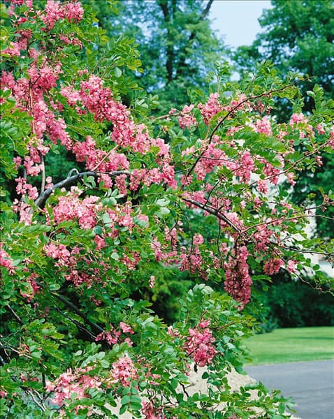 Robinia hispida / Detail