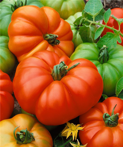 Tomaten MARMANDE