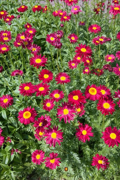 Tanacetum coccineum Robinsons Rot