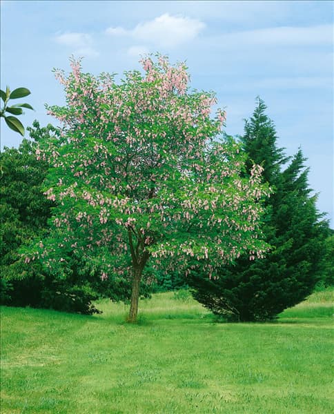 Robinia hispida