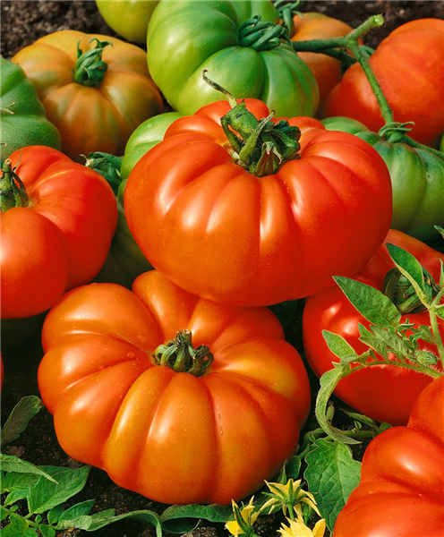 Tomaten SUPER MARMANDE