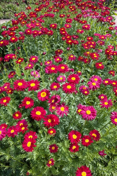 Tanacetum coccineum Robinsons Rot