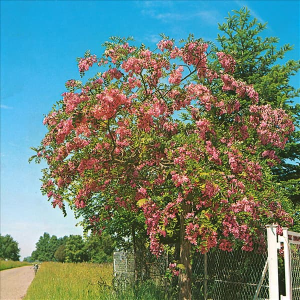 ROBINIA HISPIDA ROSEA