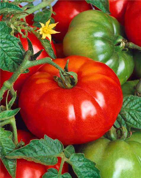 Tomaten MARMANDE