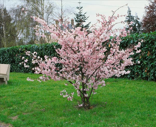 PRUNUS ACCOLADE