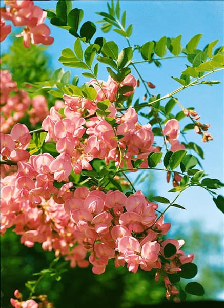Robinia hispida Macrophylla