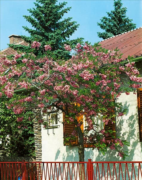 ROBINIA HISPIDA