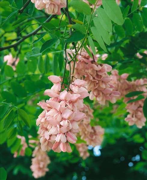 Robinia hispida