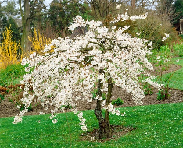PRUNUS X YEDOENSIS MOERHEIMII