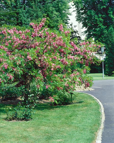 ROBINIA HISPIDA