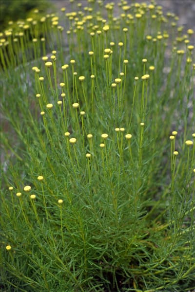 Santolina rosmarinifolia