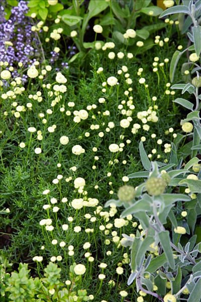 Santolina rosmarinifolia