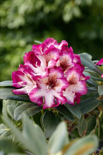 Rhododendron Hans Hachmann