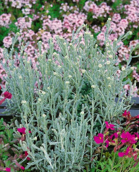 SANTOLINA ROSMARINIFOLIA