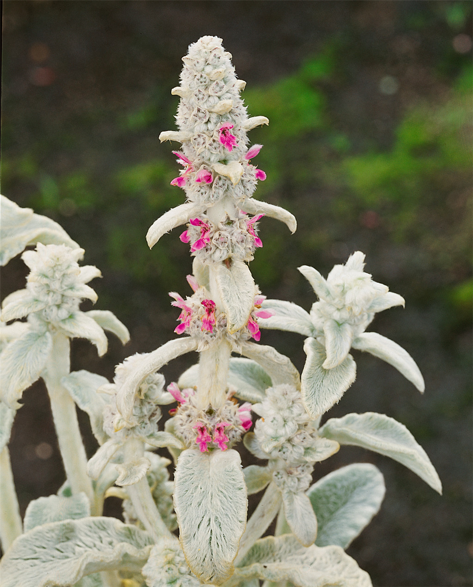 Stachys byzantina Big Ears