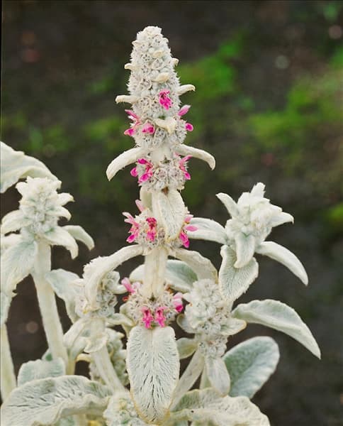 Stachys byzantina Big Ears