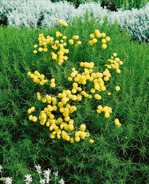 SANTOLINA ROSMARINIFOLIA