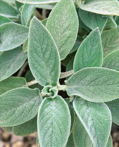 Stachys byzantina Big Ears