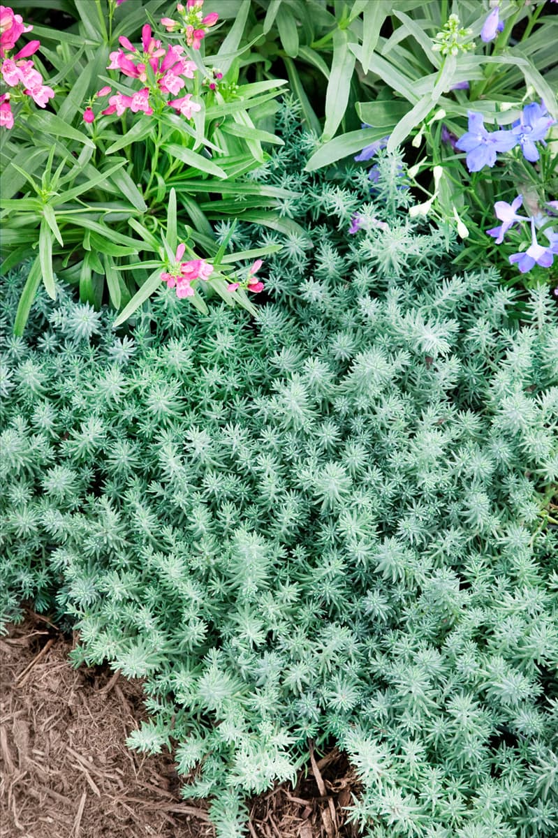 Sedum reflexum