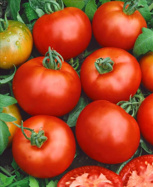 Tomaten MONEYMAKER