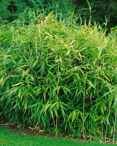 PSEUDOSASA JAPONICA