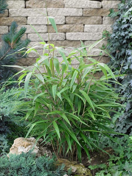 Pseudosasa japonica