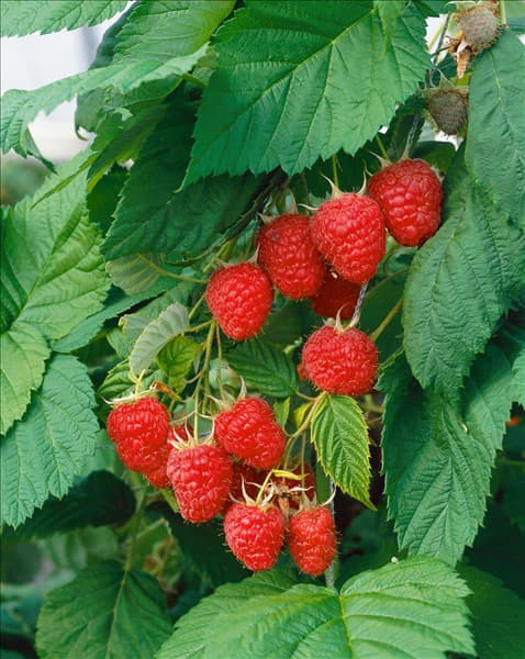 Rubus idaeus Malling Promise