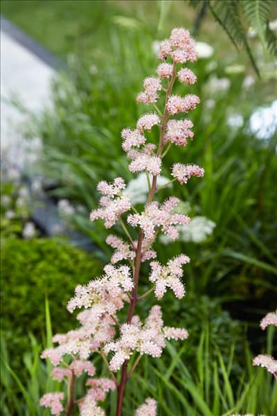 Rodgersia aesculifolia