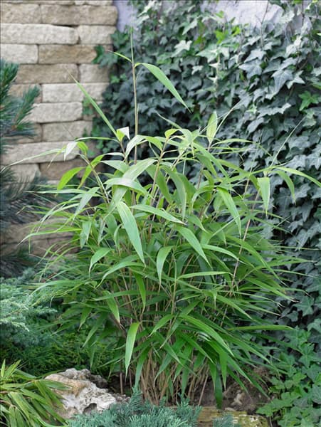 Pseudosasa japonica